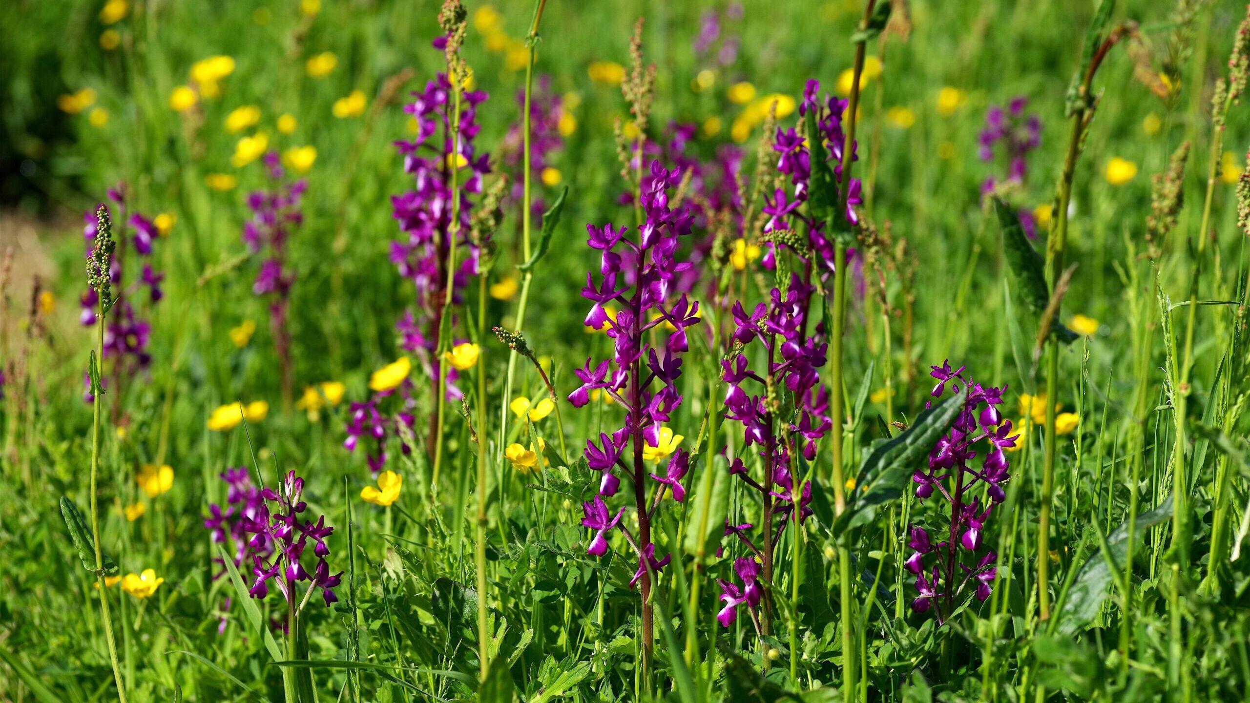 Bloomin Marvellous Wild Orchid Fields Open Channel Eye