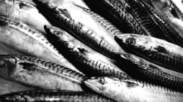 Jersey War Tunnels tells how local fisherman carried on fishing in spite of German restrictions during Occupation