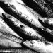 Jersey War Tunnels tells how local fisherman carried on fishing in spite of German restrictions during Occupation