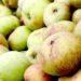 Rocquette Cider apples