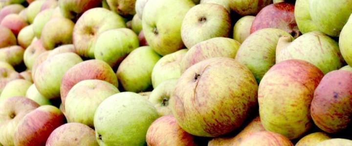 Rocquette Cider apples