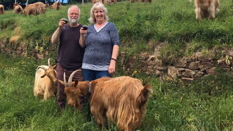 Golden Guernsey Goat Farm