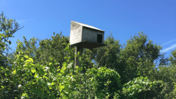 Guernsey Electricity supports high rise living for feathered friend