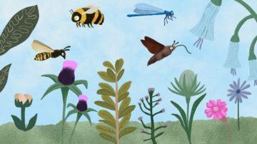 Pollinator project