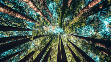 Carbon offsetting - Trees