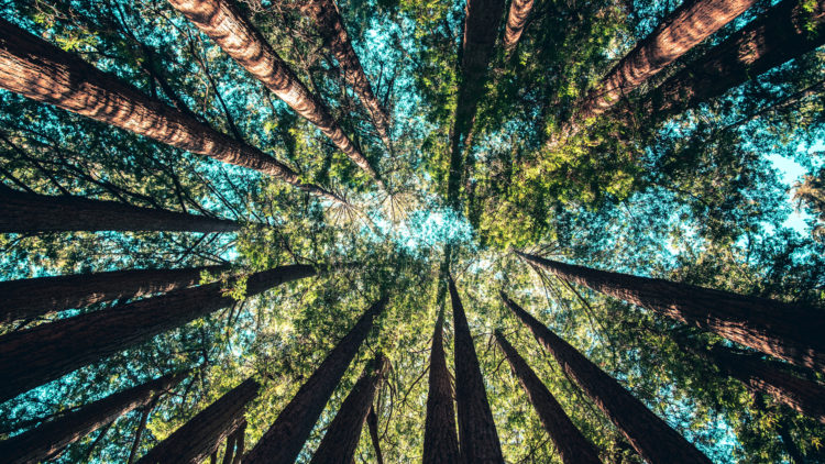 Carbon offsetting - Trees