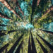 Carbon offsetting - Trees
