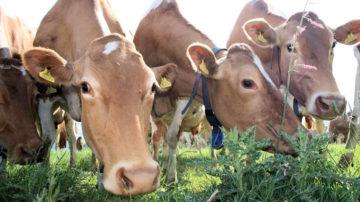 Guernsey cows 02