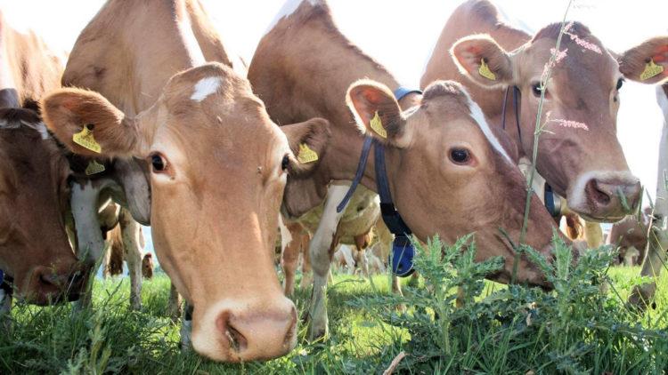 Guernsey cows 02