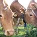 Guernsey cows 02