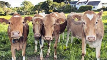 Guernsey cows