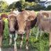 Guernsey cows