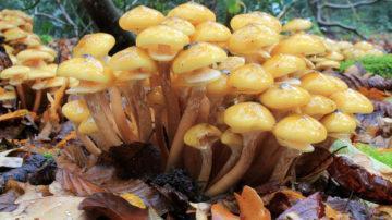 Honey fungus