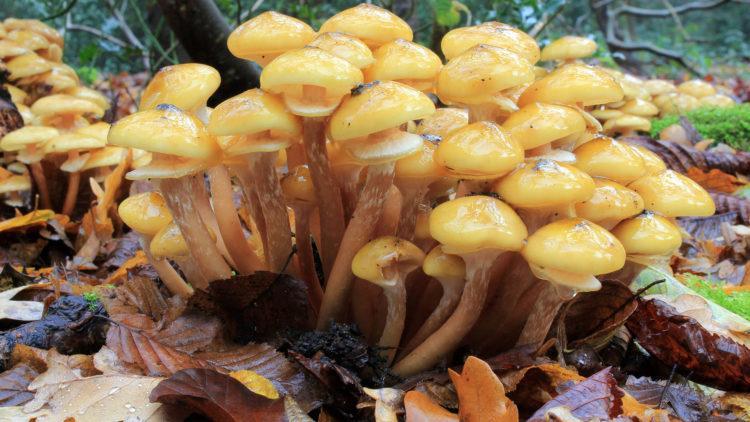 Honey fungus