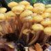 Honey fungus