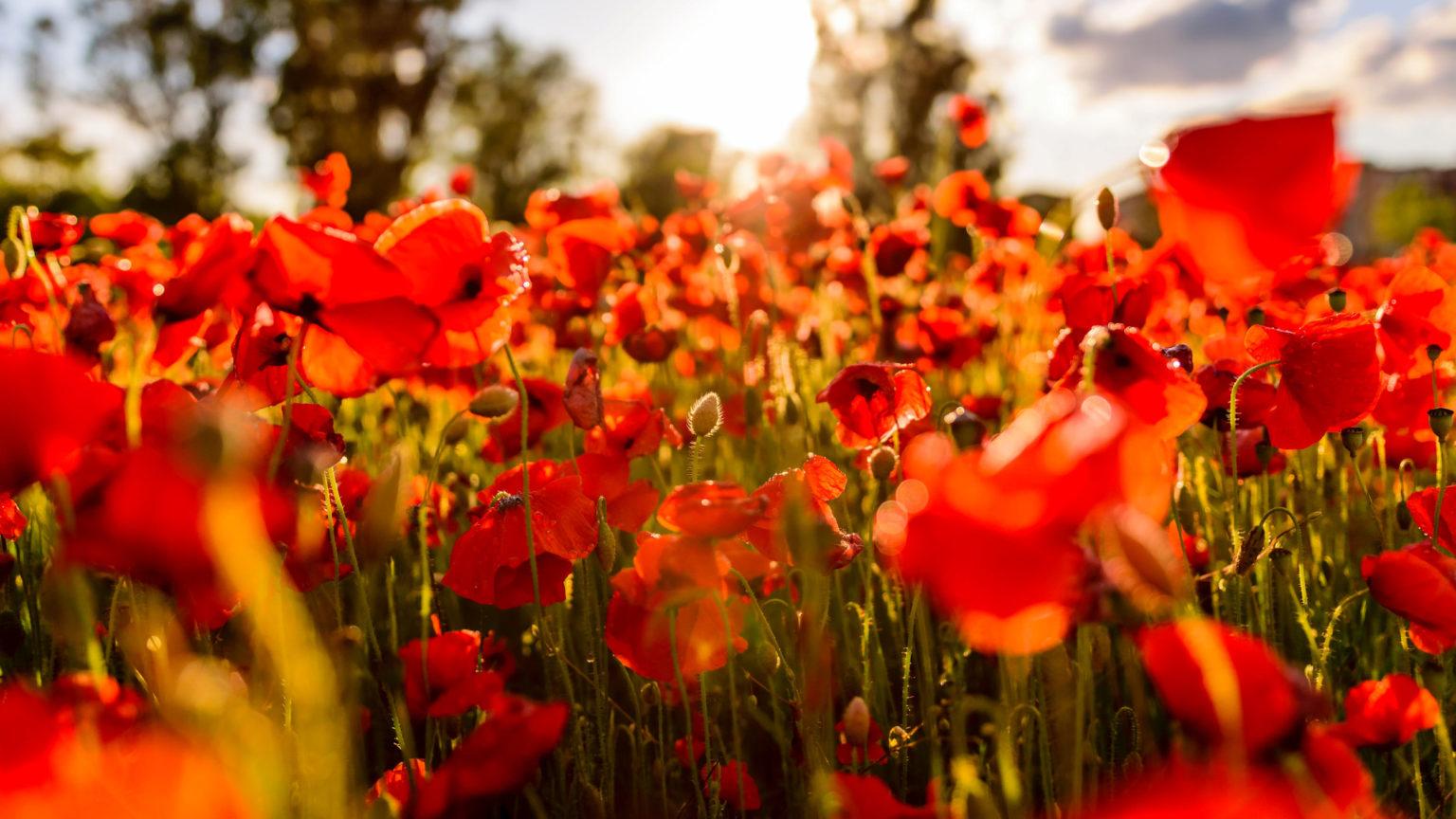 Royal British Legion Poppy shop opening by Jersey’s LieutenantGovernor