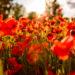 Poppy field