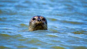 Seal in sea