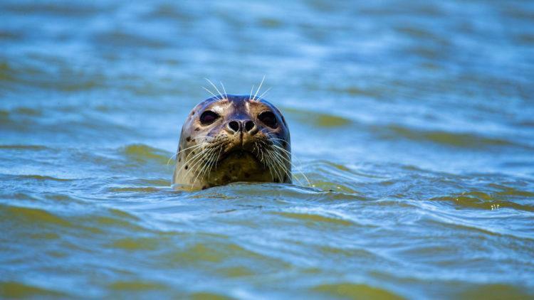 Seal in sea