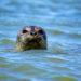 Seal in sea