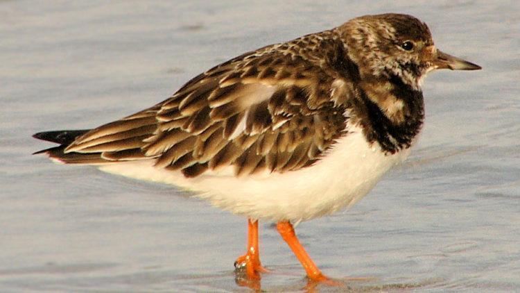 Turnstone