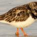Turnstone