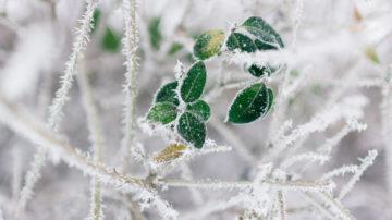 Winter scene