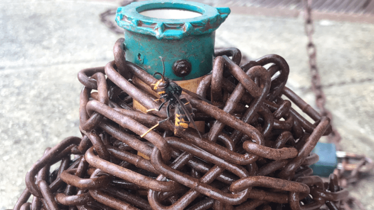 Asian hornet spotted at Pembroke