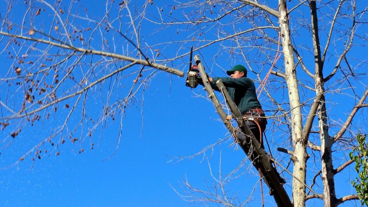 Essential woodland management to take place at Le Guet