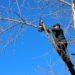 Essential woodland management to take place at Le Guet