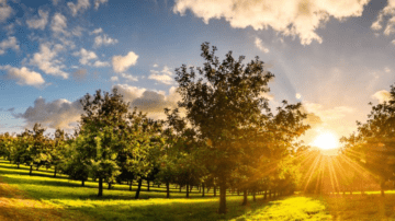 Rocquette Cider trees
