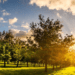 Rocquette Cider trees