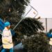 Hospice Christmas tree collection
