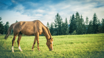 What do the Equine Identification changes in England mean for the CI?