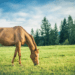 What do the Equine Identification changes in England mean for the CI?