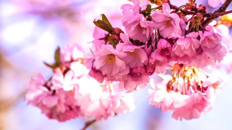 Blossom