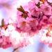 Blossom