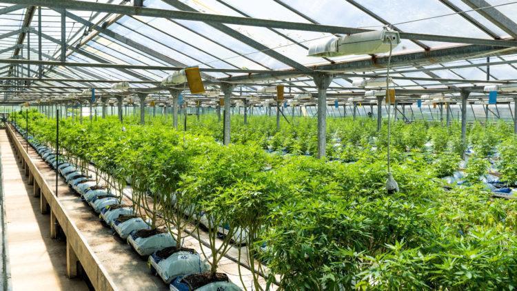 Cannabis hemp