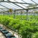 Cannabis hemp