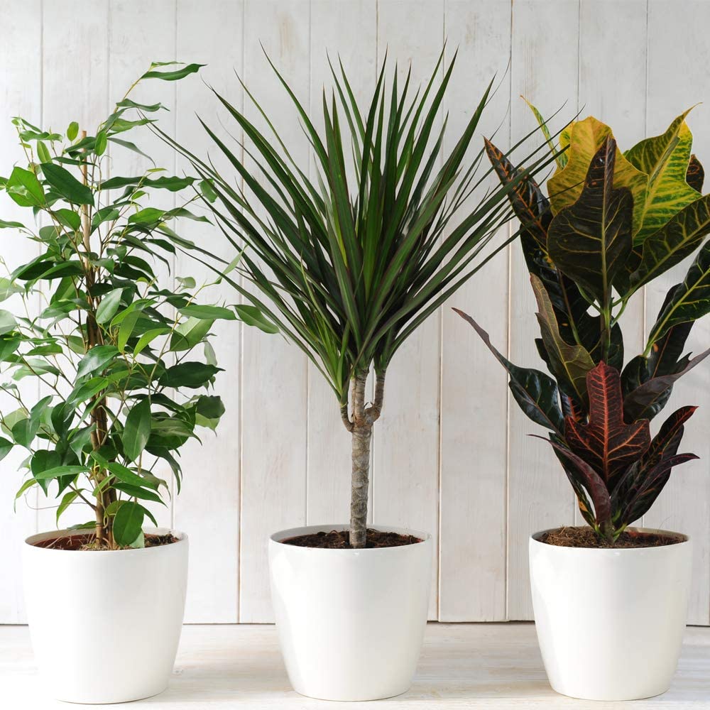 House plants