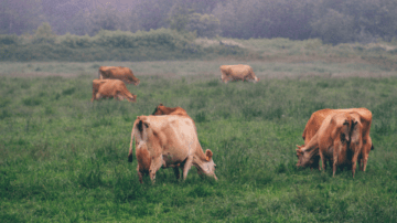 Nine of Guernsey’s dairy farms are now RSPCA Farm Assured