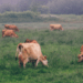 Nine of Guernsey’s dairy farms are now RSPCA Farm Assured