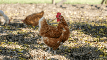 Poultry keepers encouraged to register details following avian flu in UK