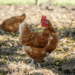 Poultry keepers encouraged to register details following avian flu in UK