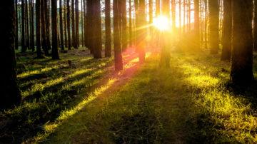 Forest trees
