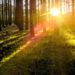 Forest trees