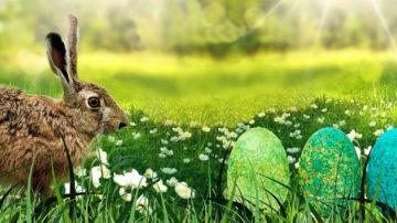 Easter Bunny eggs