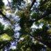 Environment forest trees