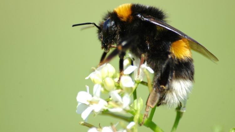 Erdhummel,_Buff-tailed_bumblebee,_Bombus_terrestris