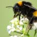 Erdhummel,_Buff-tailed_bumblebee,_Bombus_terrestris